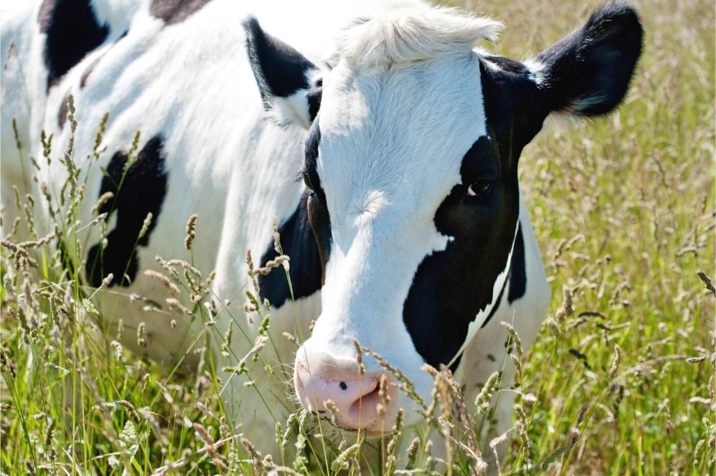 A black and white cow stands in a field of grass