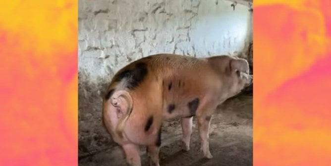 pig abandoned in Ukraine before rescue