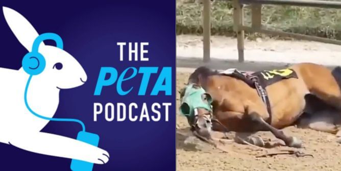horse down at belmont, peta podcast logo