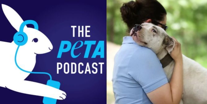 PETA podcast logo next to CAP worker hugging a dog