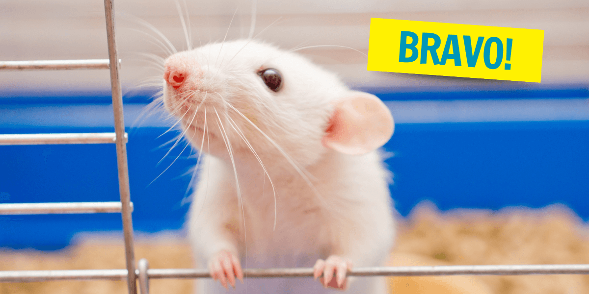 A white rat holds onto the bar of a cage