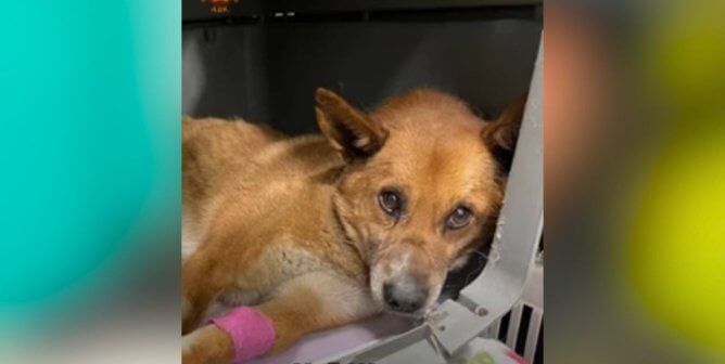 rescued dog who was burned and run over