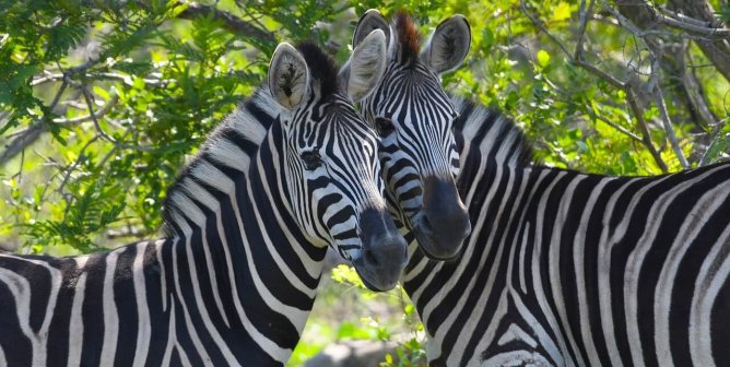 Two zebras put their heads together at Kruger National Park