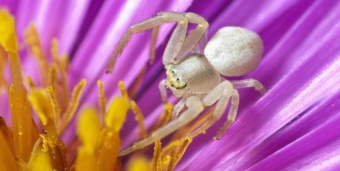 A white crab spider in a purple flower