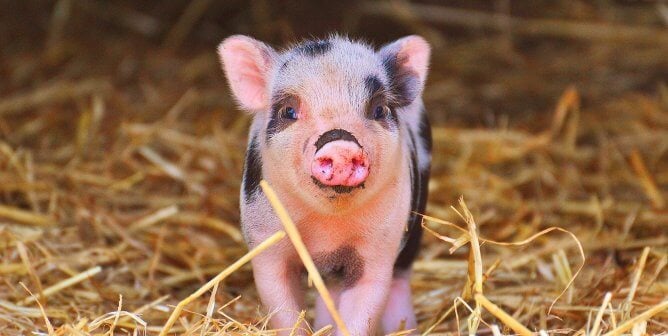 Spotted piglet in hay