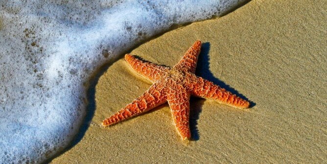 Red orange starfish in sand as sea foam wave approaches