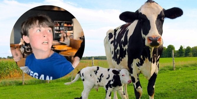 thirteen-year-old arrested in circle next to white and black cows