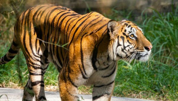 Tiger walking through Bannerghatta National Park in India