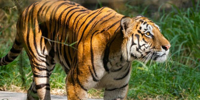 Tiger walking through Bannerghatta National Park in India