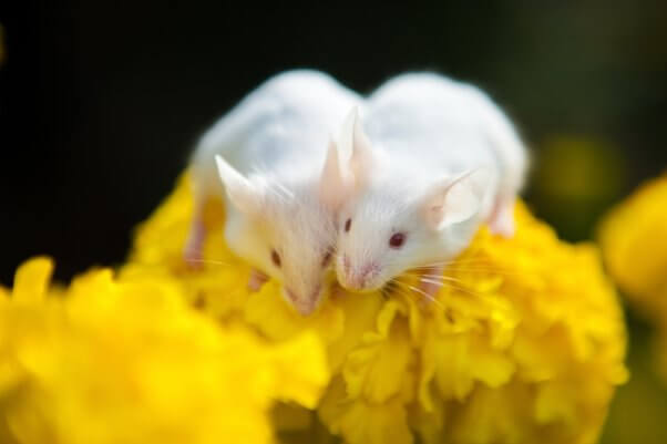 two mice on yellow flowers