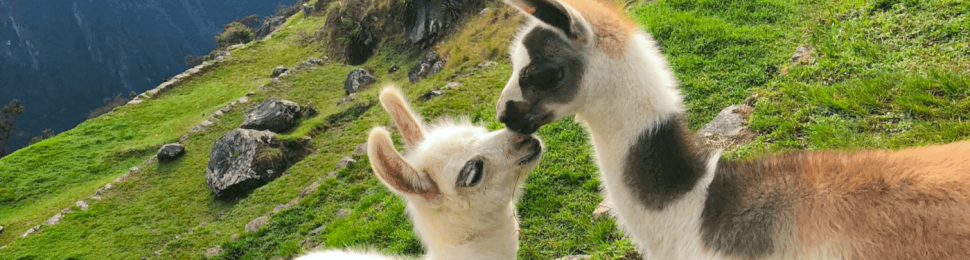 Two young llamas nuzzle on a mountain