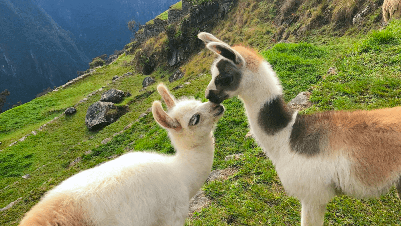 Two young llamas nuzzle on a mountain