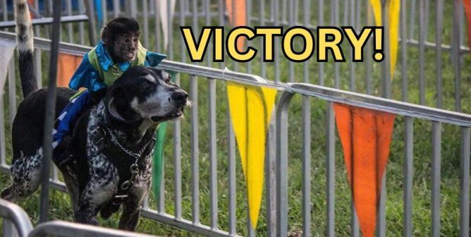 monkey on a dog at banana derby with victory text