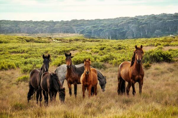 free horses on a grassy terrain