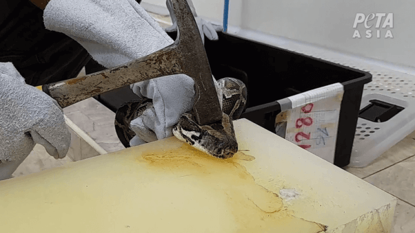 a python is lined up with a hammer to be killed for skin
