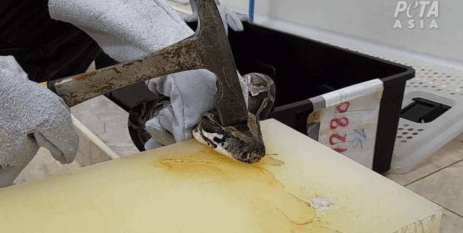 python is hit with hammer for exotic skin