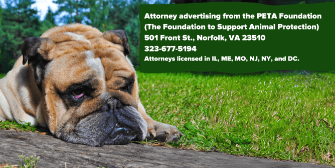 A breathing-impaired bulldog with text about PETA Foundation attorneys
