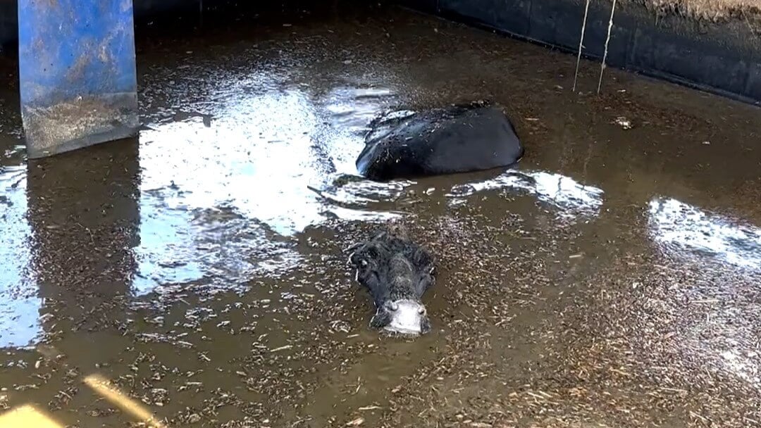 Cow drowning in a manure pit at Lone Star Organic Dairy