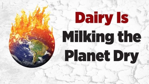 Globe on fire next to text "Dairy Is Milking the Planet Dry" to show how dairy amplifies the climate catastrophe