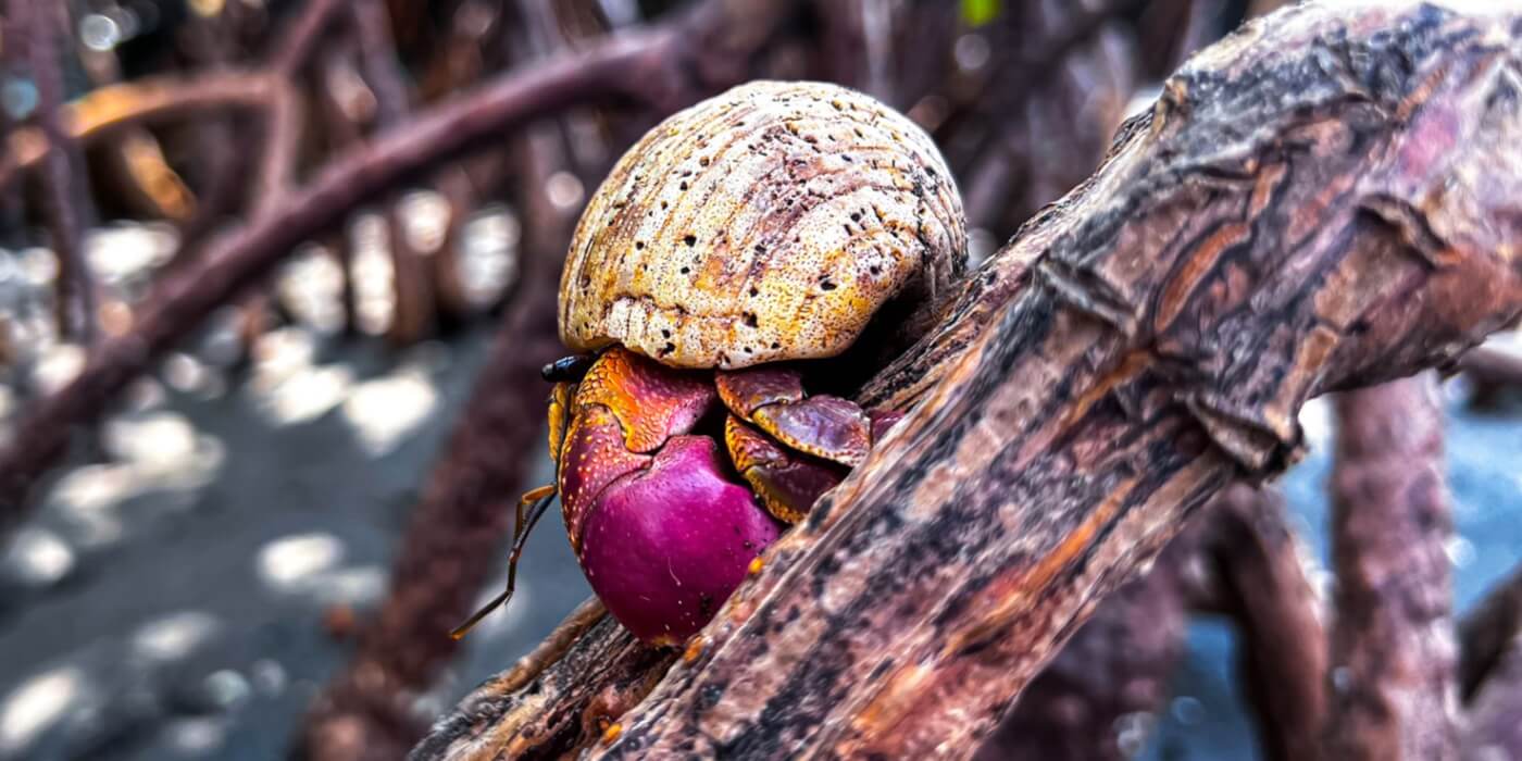 Hermit crab on tree branch