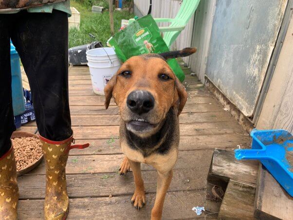 A brown and black dog looks into the camera