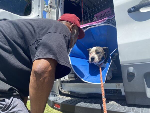 A man looks at a dog in a clothe cone