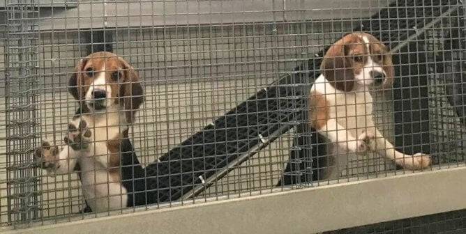 Marshall bioresources zoomed in beagles in cages