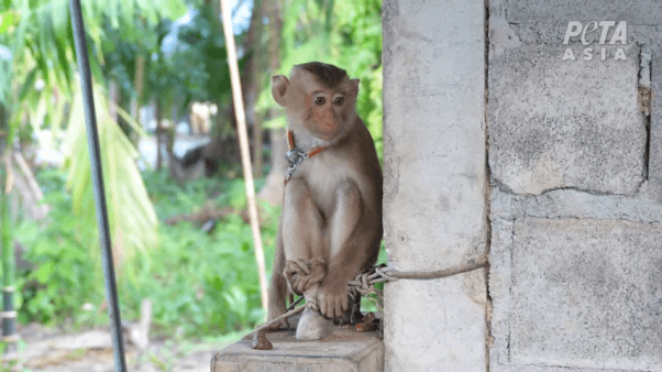 chained monkey forced to pick coconuts in Thailand