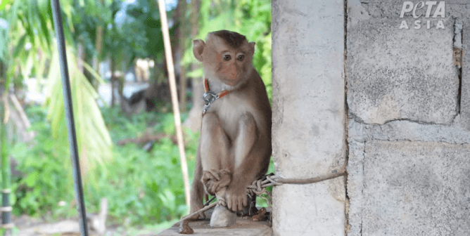 chained monkey forced to pick coconuts in Thailand