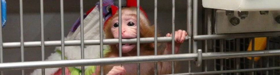 Baby monkey bites the bars of a metal cage
