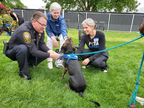 Three people pet a brown dog