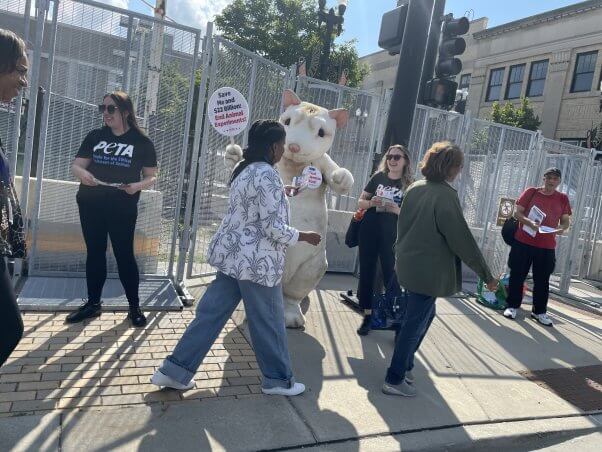 PETA mascot at 2024 DNC in Chicago