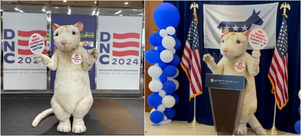 PETA mouse crashes 2024 democratic national convention collage