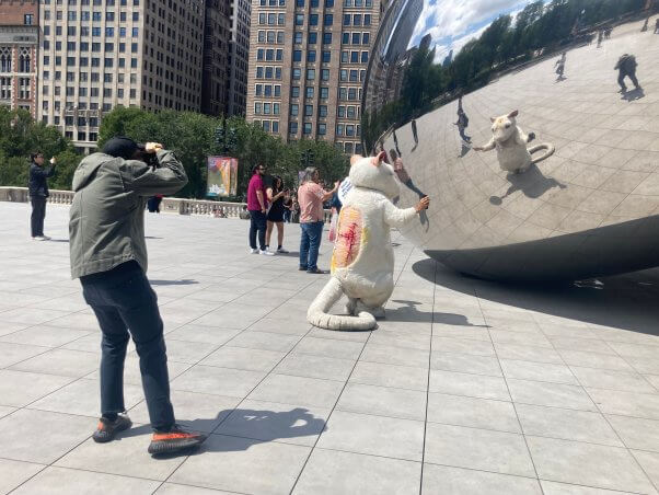 PETA mouse mascot visits the chicago bean