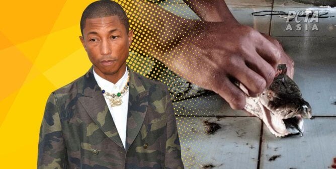 Pharrell Williams and snake from investigation