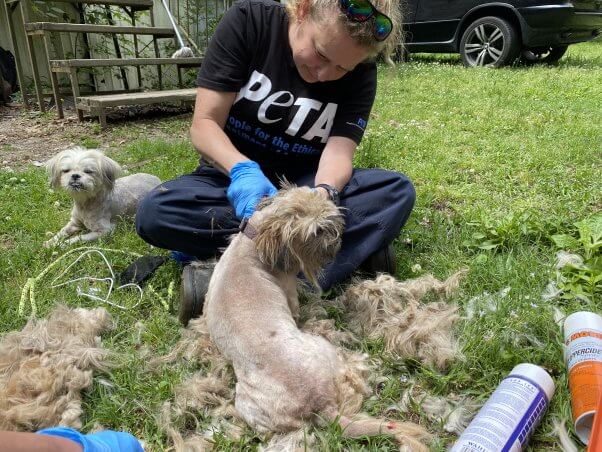 A PETA volunteer shaving a small white dog.