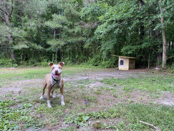 A brown and white dog tethered to a CAP dog house