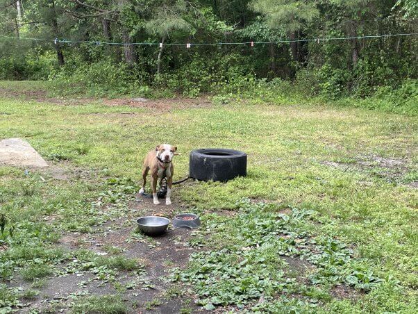 A brown and white dog tethered to a tire