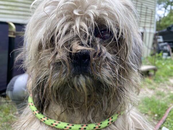 A matted white dog