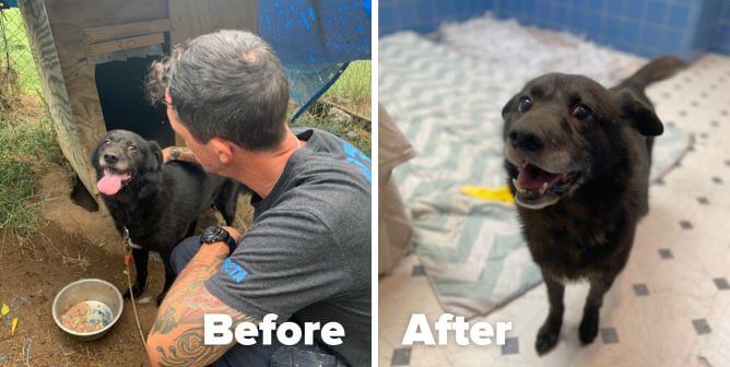 Rusty Was Chained Outside for 10 Years—but No More!