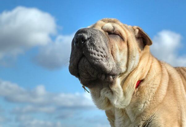 Shar Pei dogs are breathing impaired breeds