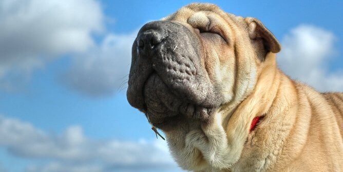 Shar Pei dogs are breathing impaired breeds