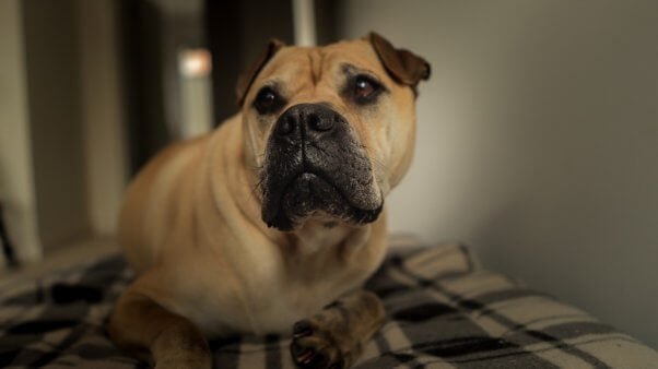 shar pei inside