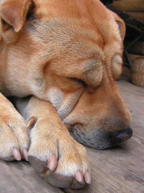 a shar pei has their eyes closed