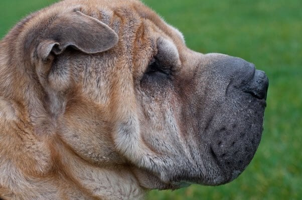 A shar pei dog