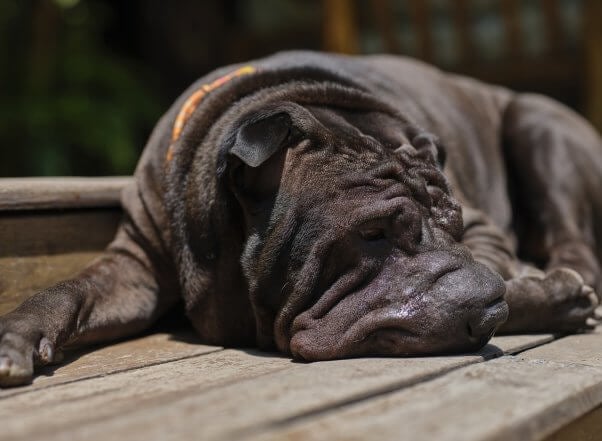 A shar pei with wrinkled skin lays in the sun