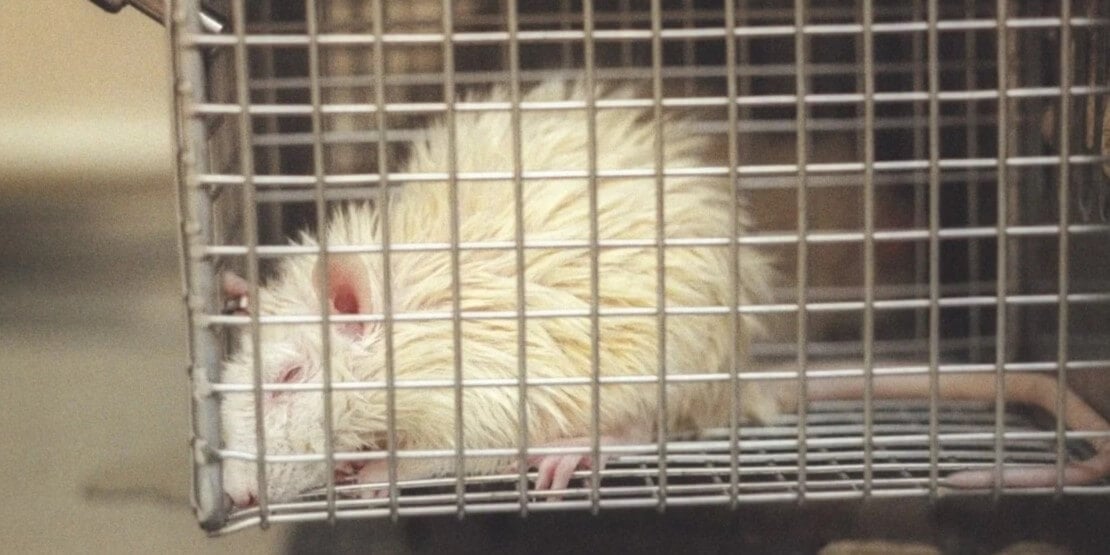 Sick white rat in cage