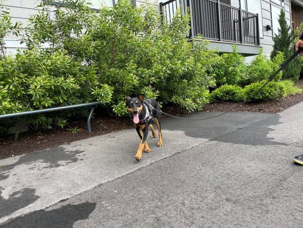 A black and brown dog in a harness