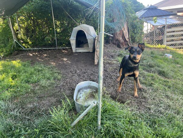 A chained brown and black dog