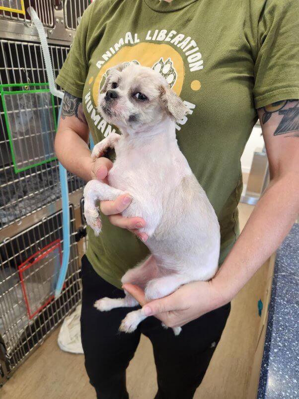 A person holding a small white dog, freshly shaved